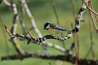 Great Tit bird perched on a lichen-covered branch