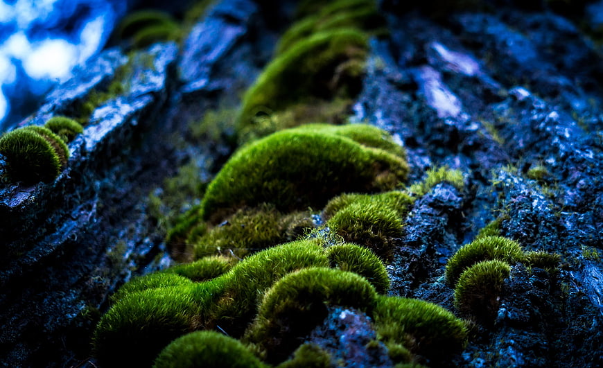 Vibrant Green Moss Growing on Dark Blue Tree Bark