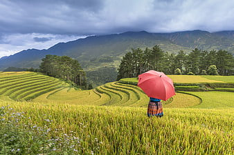 Woman with Red Umbrella in Golden Rice Terraces