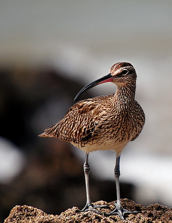 Close-up of Long-billed Curlew Bird on Rocky Shore