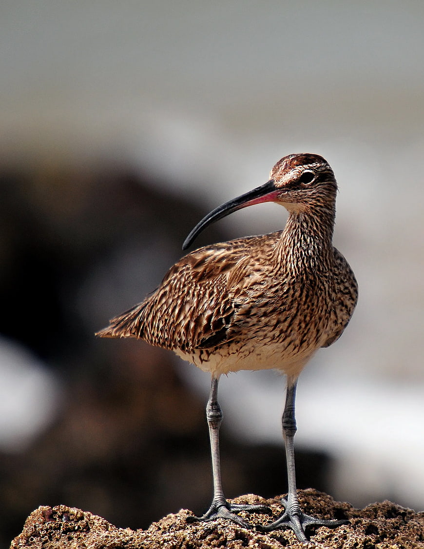 Close-up of Long-billed Curlew Bird on Rocky Shore