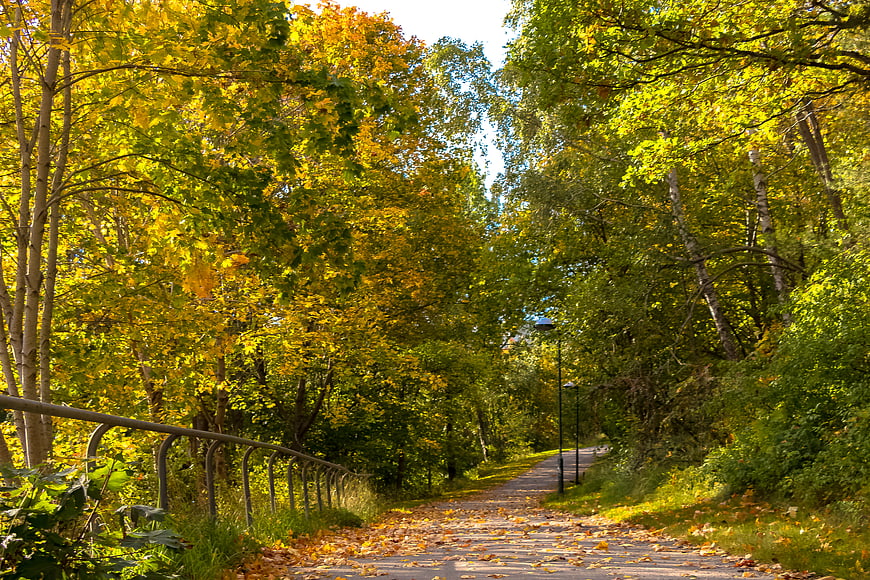 Sunlit autumn path in Stockholm park with yellow leaves