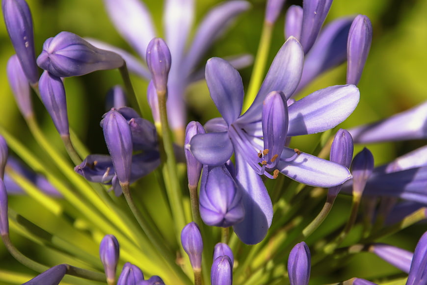 Close-up of purple agapanthus flowers with green background