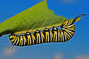 Monarch Caterpillar Hanging From Green Leaf Against Blue Sky