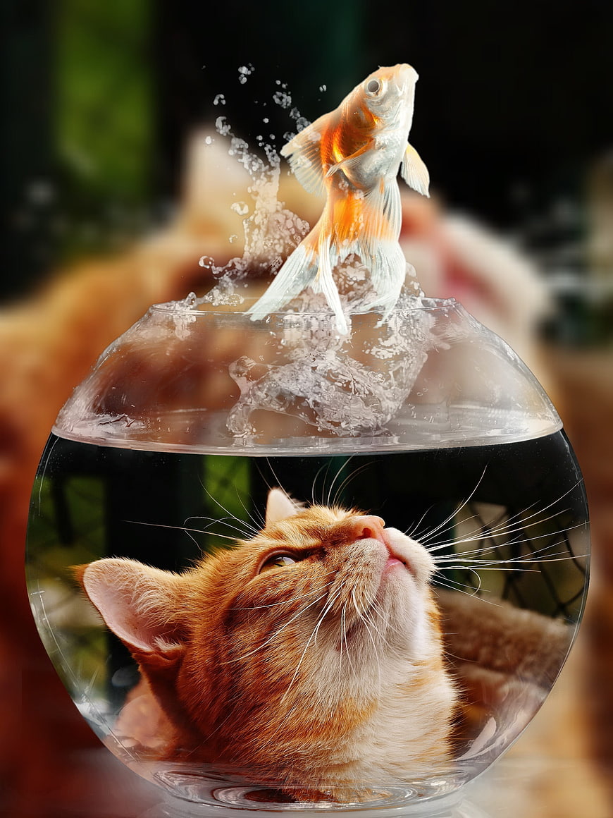 Surreal Concept of Cat Inside Fishbowl with Jumping Goldfish