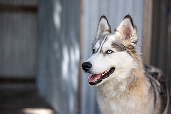 Portrait of Siberian Husky with Blue Eyes