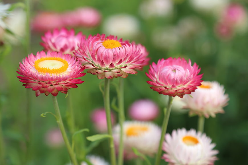 Close-up of vibrant pink strawflowers with yellow centers