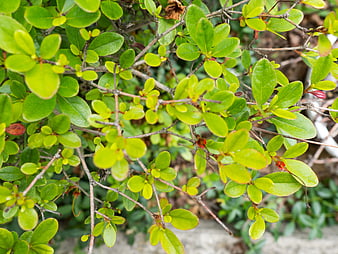 Close-up of vibrant green bush leaves and branches