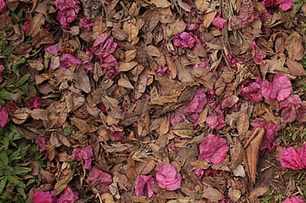 Fallen pink bougainvillea petals on dry brown leaves