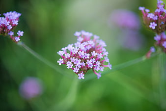Close-up of purple verbena flowers with green bokeh background