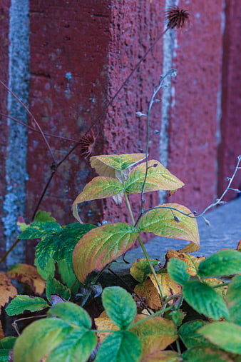 Autumn leaves against a textured red brick wall background