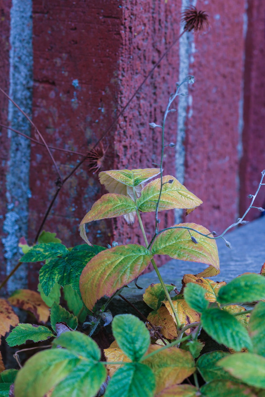Autumn leaves against a textured red brick wall background