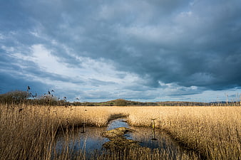 Dramatic Wetland Landscape with Golden Reeds and Stormy Sky