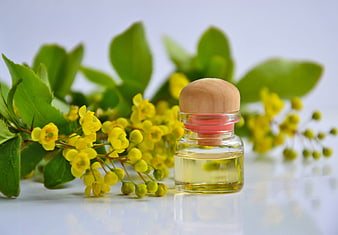 Glass bottle of essential oil with fresh yellow barberry flowers and green leaves