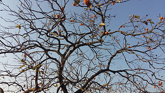 Bare Tree Branches With Orange Fruits Against Blue Sky