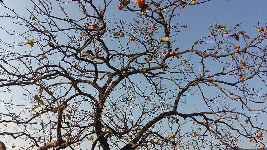 Bare Tree Branches With Orange Fruits Against Blue Sky