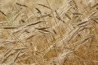 Close-up of golden einkorn wheat stalks in a field