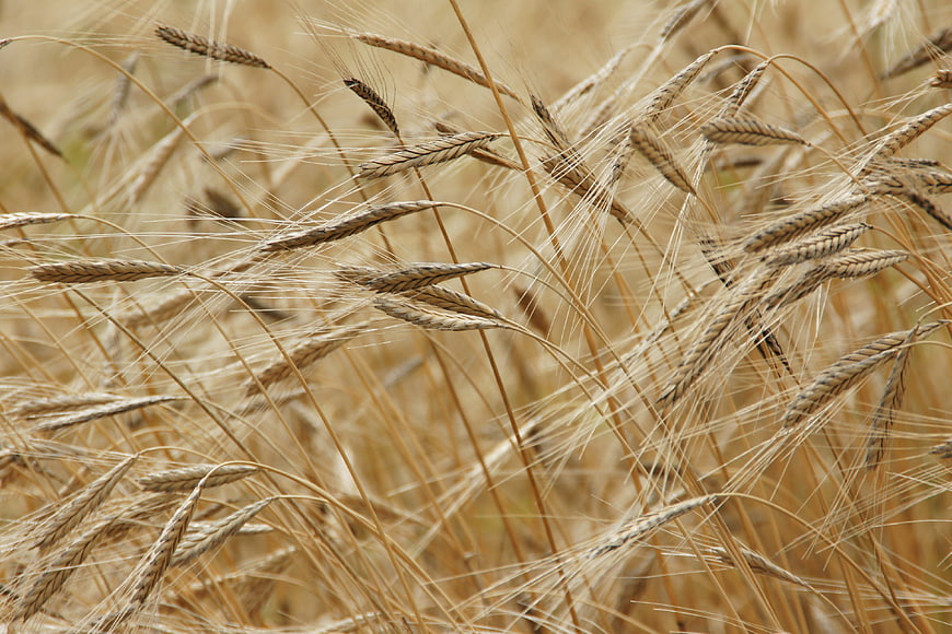 Close-up of golden einkorn wheat stalks in a field