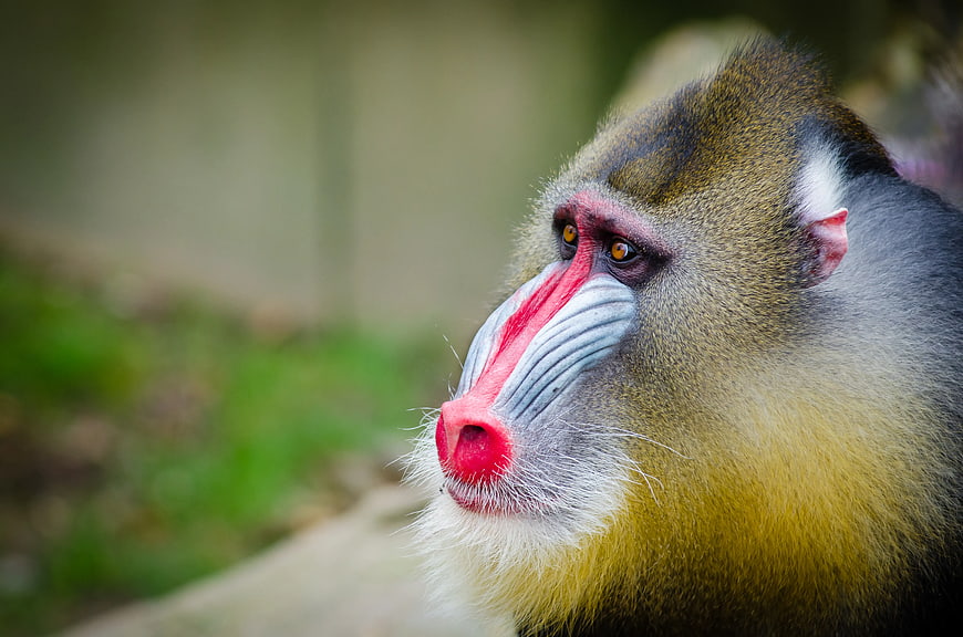 Close-up portrait of a colorful mandrill face in profile