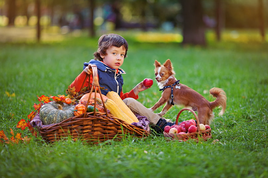 Young boy and small dog with harvest baskets in autumn park