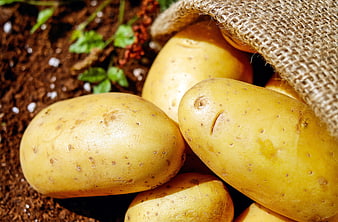 Fresh yellow potatoes spilling from burlap sack on soil