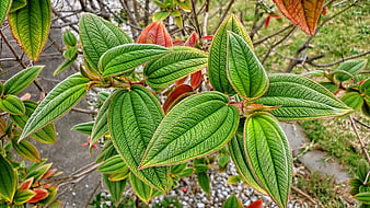 Close-up of vibrant green leaves with detailed texture