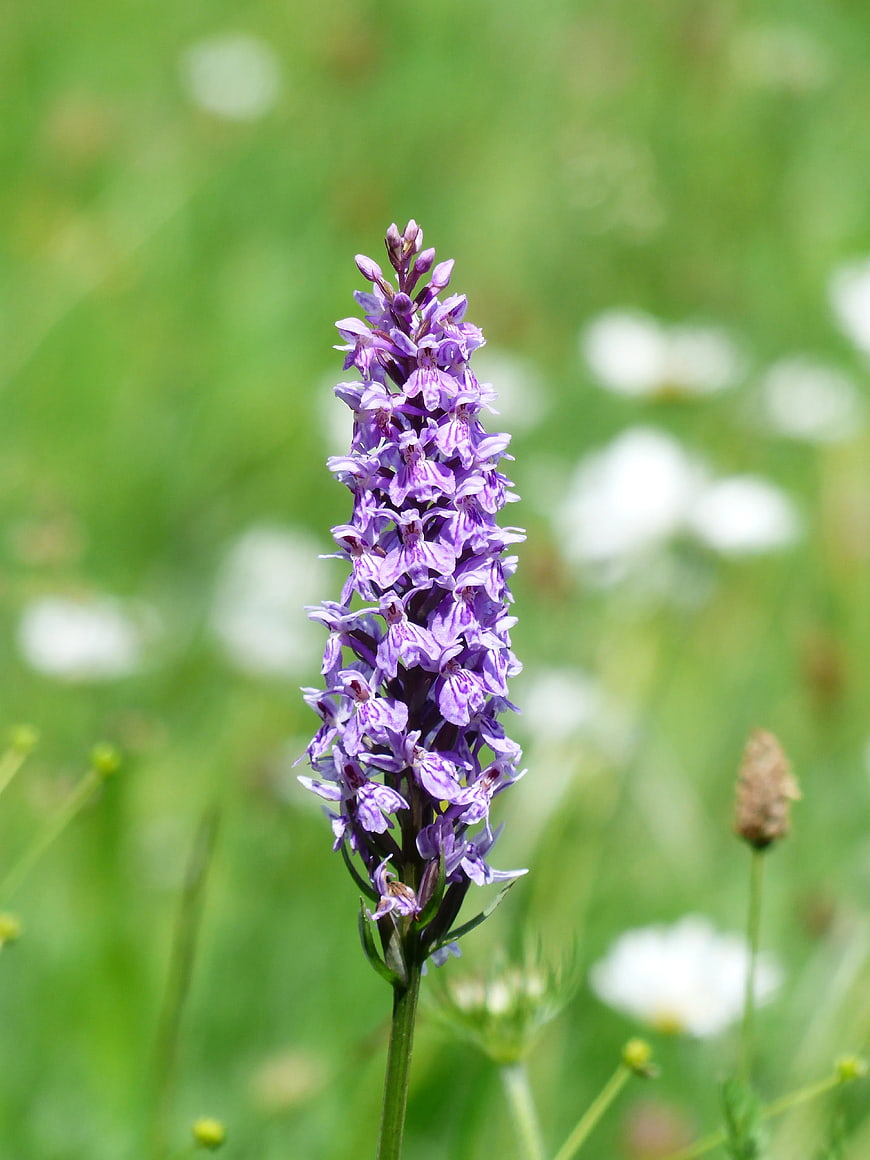 Close-up of purple wild orchid in green meadow