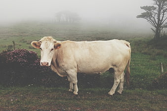 White cow standing in a foggy green pasture