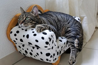 Tabby Cat Relaxing on Miniature Dalmatian Print Sofa
