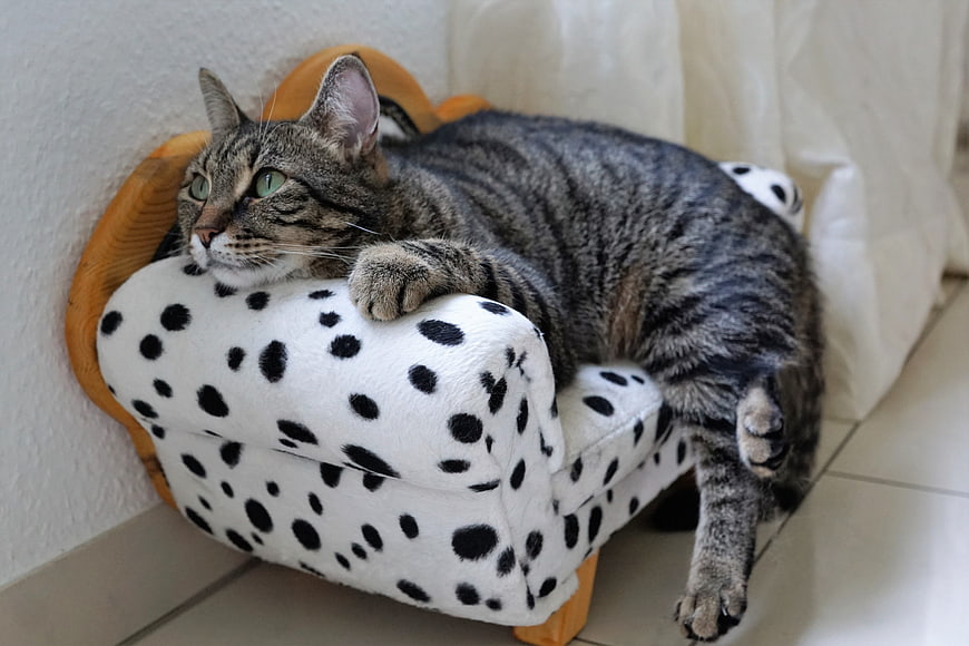 Tabby Cat Relaxing on Miniature Dalmatian Print Sofa