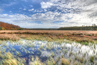 Autumn wetland landscape with blue sky and clouds