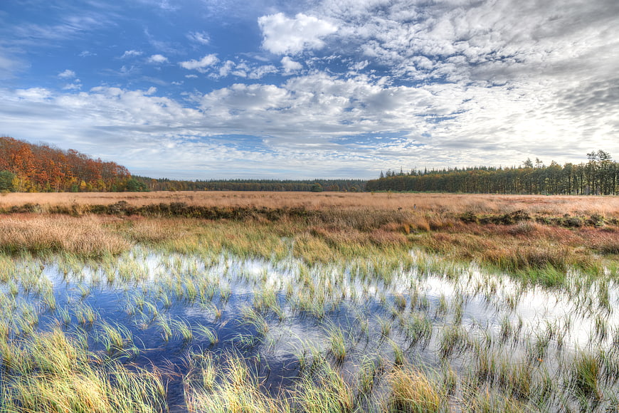 Autumn wetland landscape with blue sky and clouds