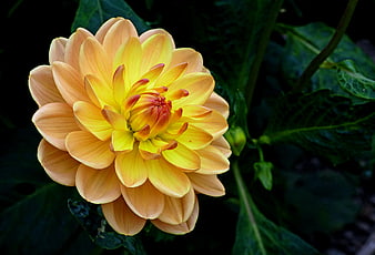 Close-up of a vibrant yellow dahlia flower in a garden