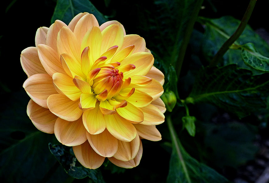 Close-up of a vibrant yellow dahlia flower in a garden