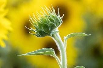 Close-up of a fuzzy green sunflower bud against yellow background