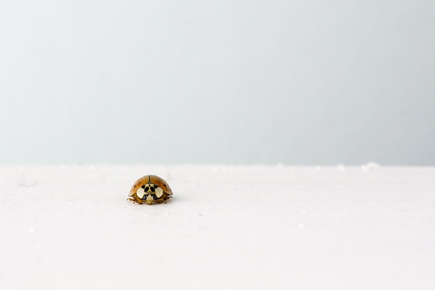 Close-up of a ladybug on a white background