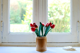 Red Tulips in Wooden Vase on White Windowsill
