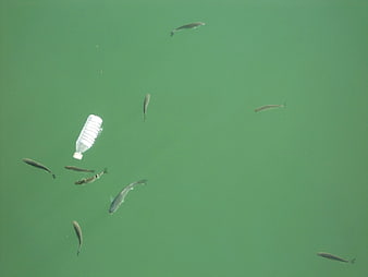 Plastic Bottle Floating in Green Water With Small Fish