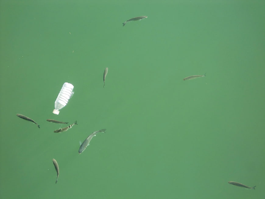 Plastic Bottle Floating in Green Water With Small Fish