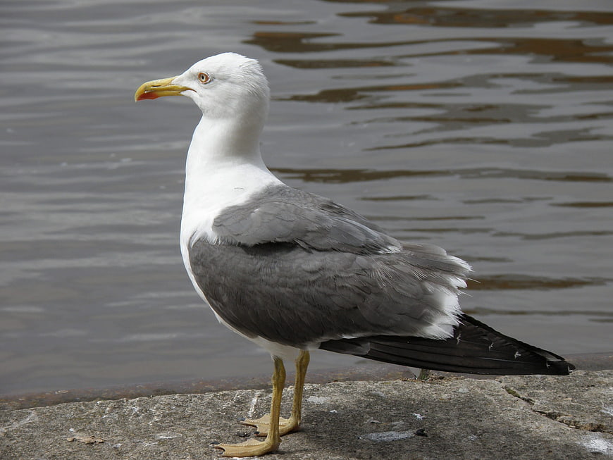 Seagull Standing on Concrete Edge by Water
