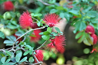 Vibrant Red Bottlebrush Flowers on Green Branch