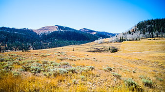 Golden Mountain Meadow with Pine Forest and Blue Sky