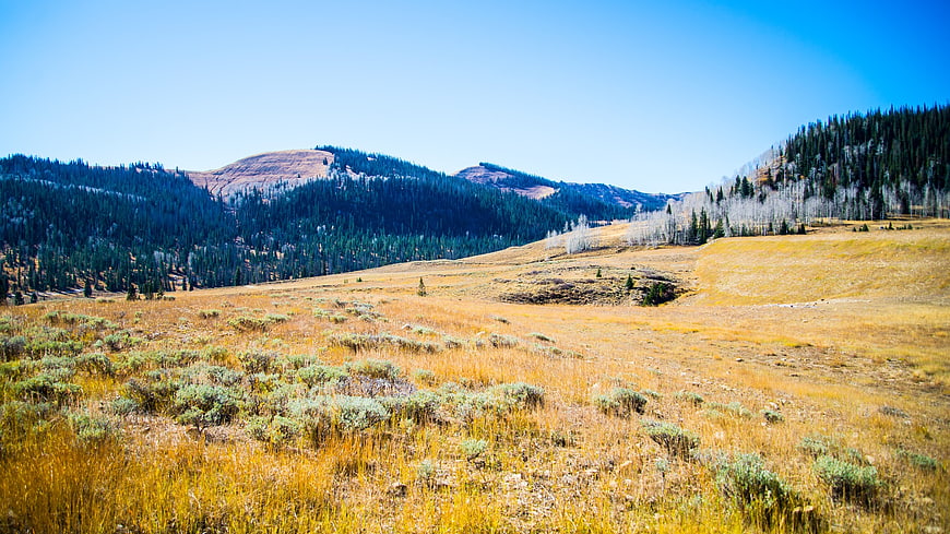 Golden Mountain Meadow with Pine Forest and Blue Sky