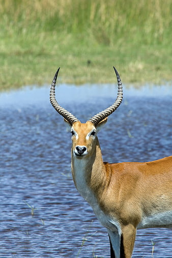 Puku Antelope Standing In Water With Distinctive Ringed Horns