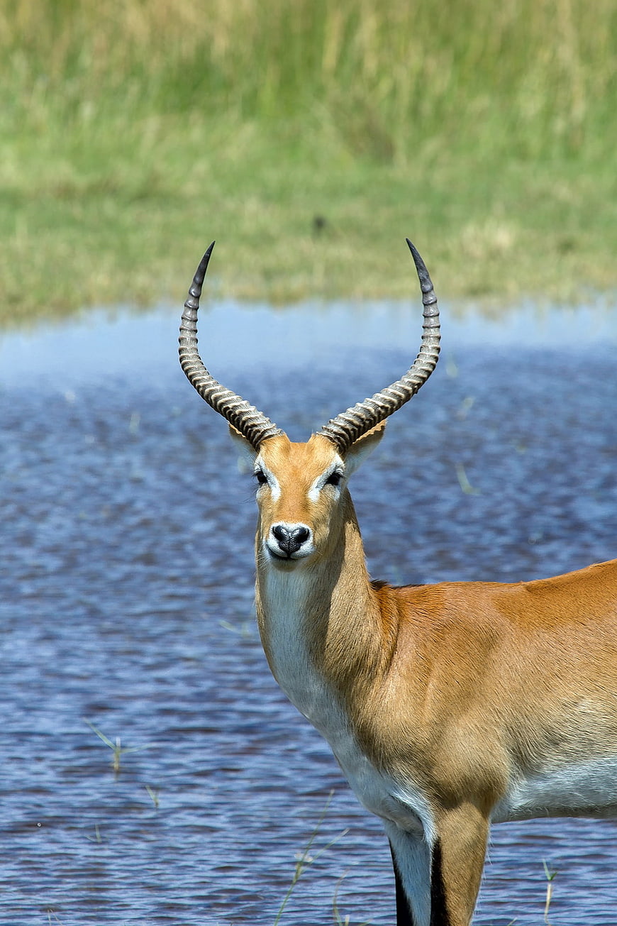 Puku Antelope Standing In Water With Distinctive Ringed Horns