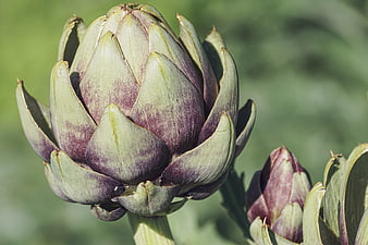 Close-up of a purple and green artichoke plant in a garden