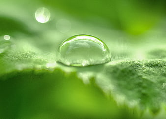 Macro water droplet on green leaf surface