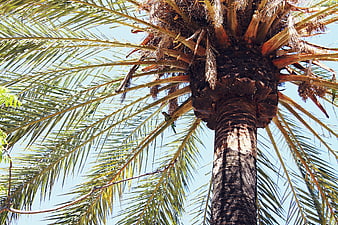 Low angle view of palm tree trunk and fronds against blue sky