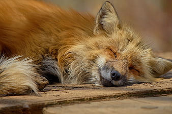 Sleeping Red Fox Close Up On Wooden Surface