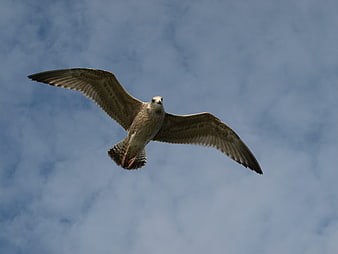 Seagull Flying Against Blue Sky with Clouds
